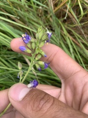 Polemonium occidentale occidentale