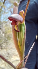 Orthoceras strictum