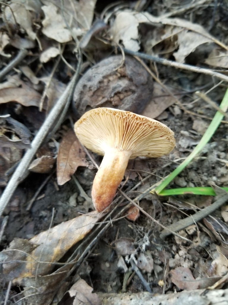 Lactarius sp. 'IN28'