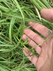 Polemonium occidentale occidentale