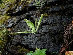 Adiantum aleuticum