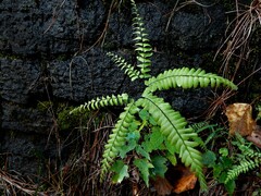Adiantum aleuticum