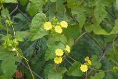 Merremia hederacea