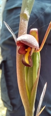 Orthoceras strictum