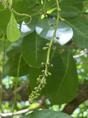 Barringtonia acutangula