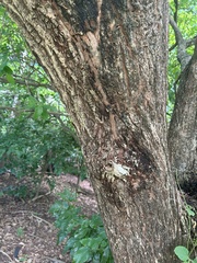 Barringtonia acutangula