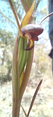 Orthoceras strictum