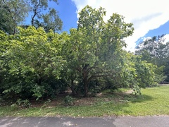 Barringtonia acutangula