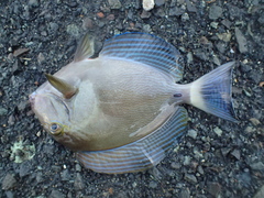 Acanthurus xanthopterus