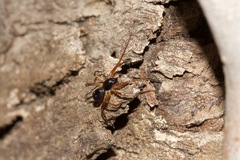 Corinnidae