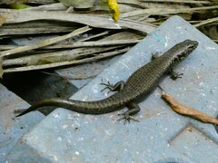 Silvascincus murrayi