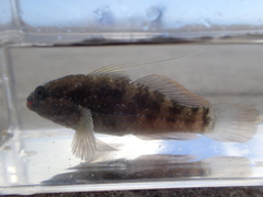 Asterropteryx semipunctata