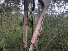 Eucalyptus major