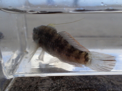 Asterropteryx semipunctata