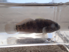 Asterropteryx semipunctata