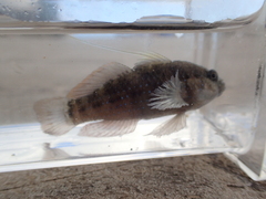 Asterropteryx semipunctata