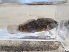 Asterropteryx semipunctata