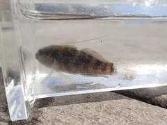 Asterropteryx semipunctata