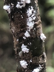 Scutare lanuginosa