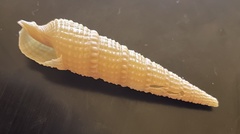 Pristiterebra tuberculosa