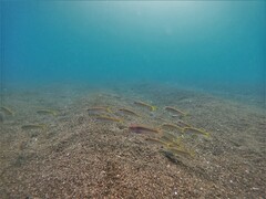 Mulloidichthys dentatus