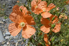 Papaver fugax