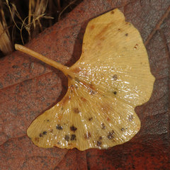 Bartheletia paradoxa