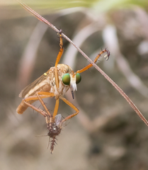 Diogmites angustipennis