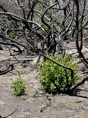 Chrysolepis sempervirens