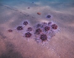 Astropyga pulvinata