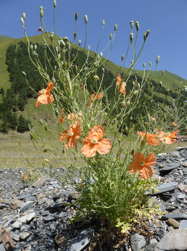 Image of Papaver armeniacum by (c) Kristof Zyskowski, some rights reserved (CC BY)