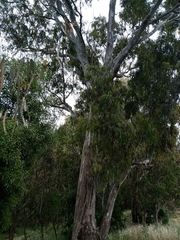 Eucalyptus tereticornis