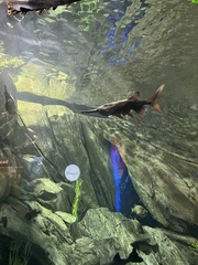 Polyodon spathula