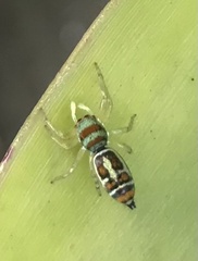 Cosmophasis micarioides