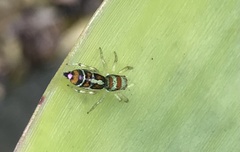 Cosmophasis micarioides
