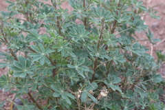 Lupinus succulentus