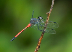 Agrionoptera insignis