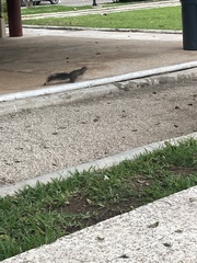 Sciurus yucatanensis