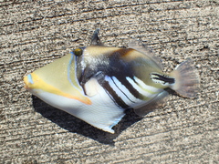 Rhinecanthus aculeatus