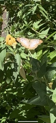 Anartia