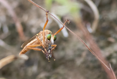 Diogmites angustipennis