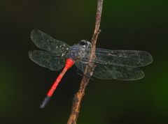 Agrionoptera insignis