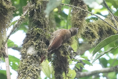 Lepidocolaptes lacrymiger