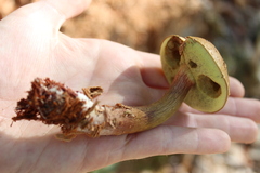 Boletellus chrysenteroides