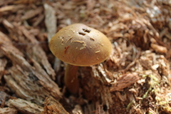 Boletellus chrysenteroides