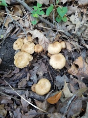 Pholiota angustipes