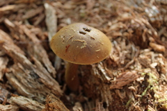 Boletellus chrysenteroides