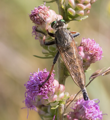 Promachus vertebratus