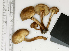 Pholiota angustipes