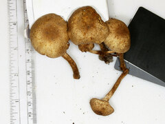 Pholiota angustipes